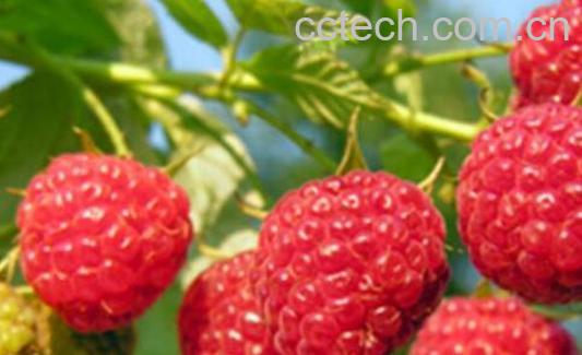 覆盆子和树莓的区别 覆盆子的功效-1