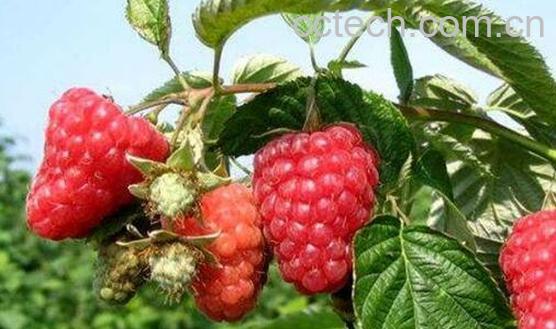 覆盆子和树莓的区别 覆盆子的功效-0