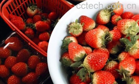 富含维c的水果有哪些-1