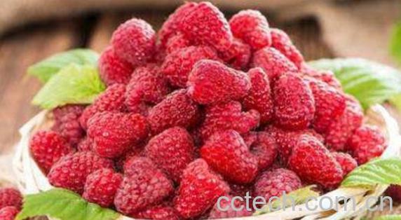 树莓和覆盆子的区别-0