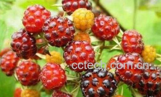 树莓和覆盆子的区别-1