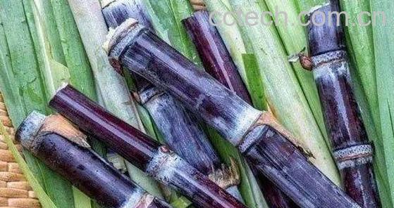 甘蔗的功效与作用 吃甘蔗的好处-0