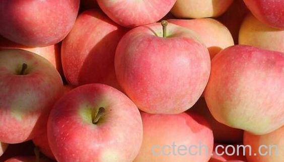 嘎啦和苹果的区别-1