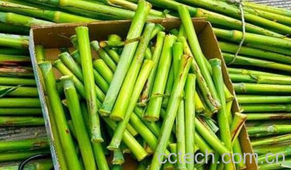 甘蔗的功效与作用 吃甘蔗的好处-1