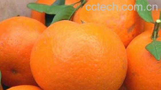 橘子和桔子的区别 吃橘子的好处-1