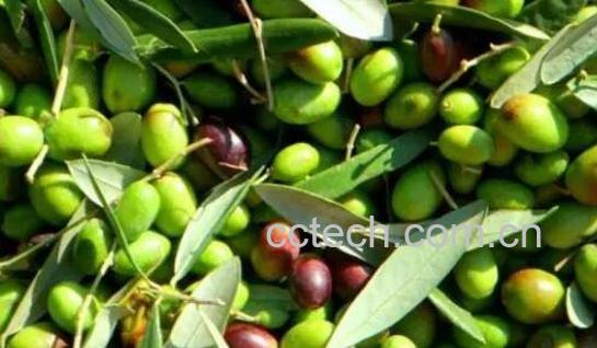 橄榄果的功效与作用-0