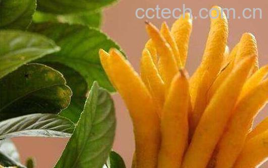 佛手柑怎么吃 佛手柑的常见吃法-1