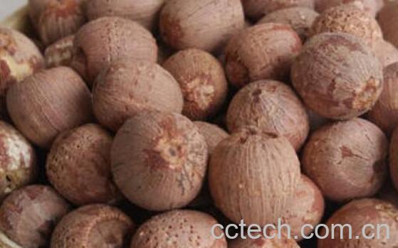 中药红莲子的功效与作用-0