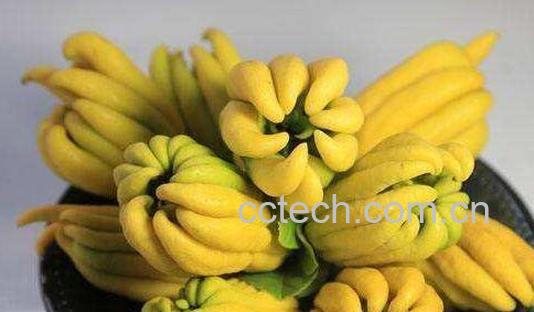 佛手泡水喝的功效与作用-1