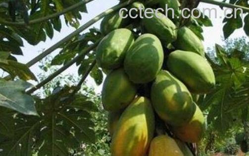 番木瓜和木瓜的区别-1