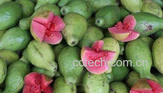 芭乐和番石榴的区别 -0