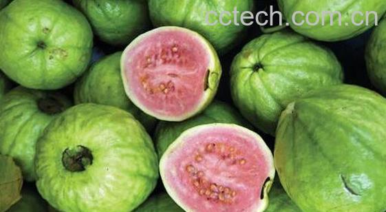 番石榴怎么吃 番石榴的食用方法大全-1