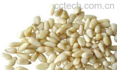 红松果仁的功效与作用-1