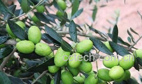 油橄榄和橄榄的区别-0