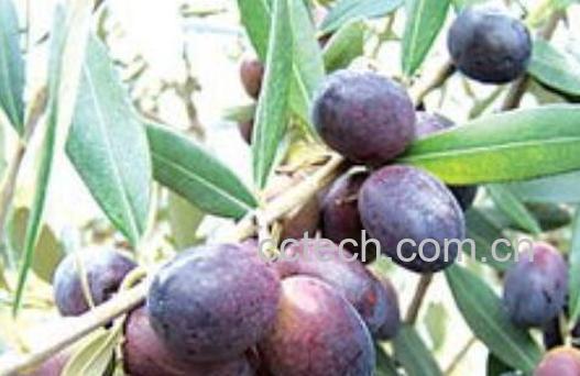 油橄榄怎么吃最好 油橄榄可以直接吃吗-1