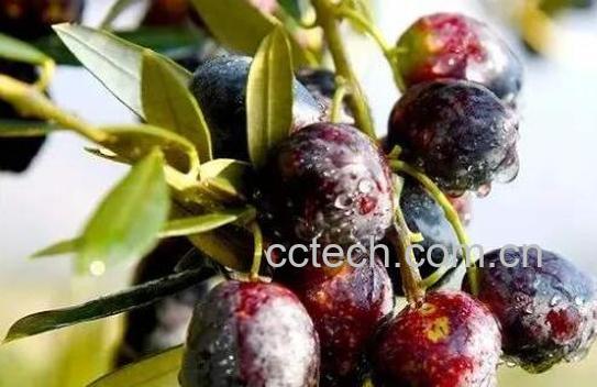 油橄榄怎么吃最好 油橄榄可以直接吃吗-0