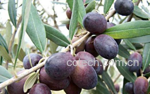 油橄榄和橄榄的区别-1