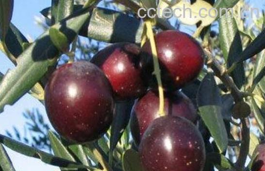 油橄榄果的功效与作用-0