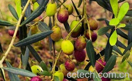 油橄榄果的功效与作用-1