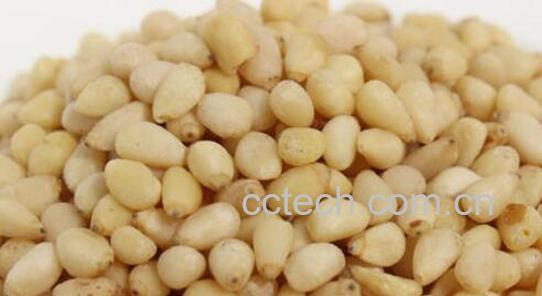 马尾松仁的功效与作用-0