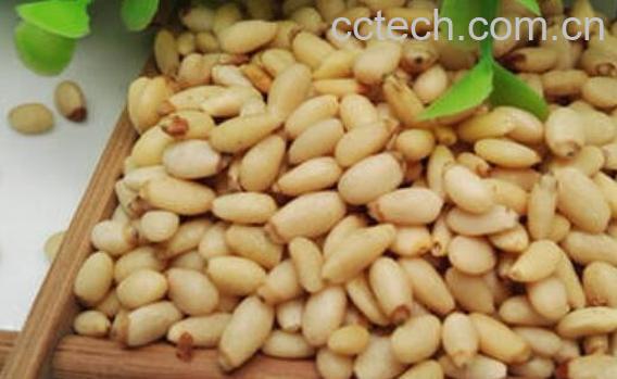 马尾松仁的功效与作用-1