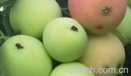 柰子和李子的区别-0