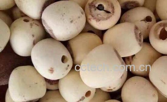 中药莲子和普通莲子的区别 莲子的功效-1