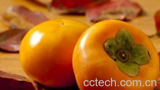 野柿子的功效与作用 野柿子怎么吃好-1