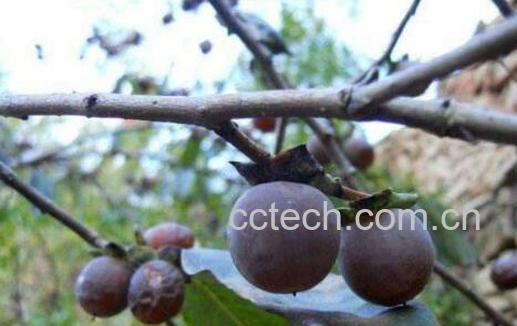 小柿子软枣的功效与作用及食用方法-0