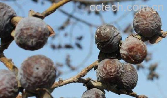 小柿子软枣的功效与作用及食用方法-1