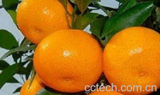 吃蜜桔有什么好处和作用-0