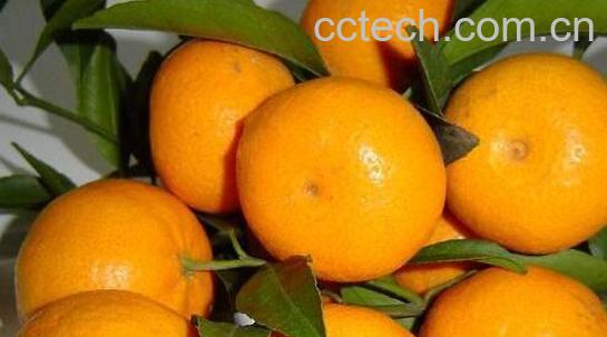 蜜桔的功效与作用 蜜桔的禁忌-1