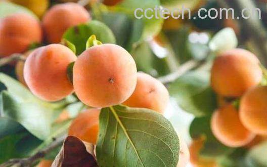 野柿子怎么处理才能吃-1