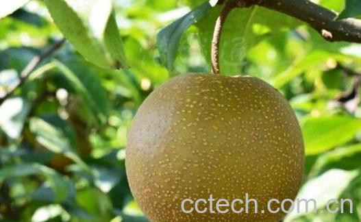 麻梨的功效和作用-0