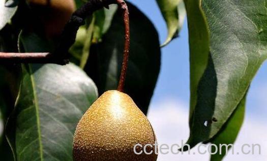 麻梨的功效和作用-1