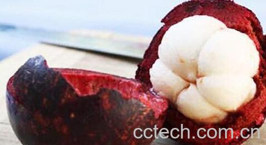 挑选山竹的小技巧-1