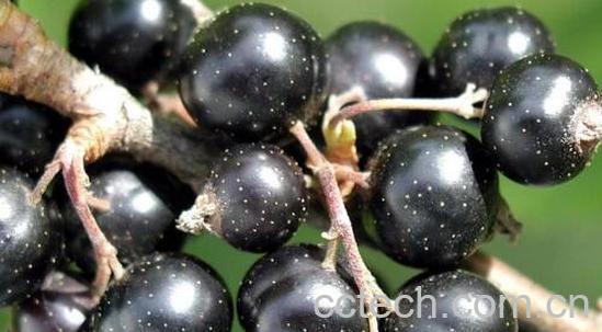 黑加仑有什么功效 吃黑加仑的好处-0