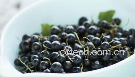 黑加仑饮料的功效与作用-1