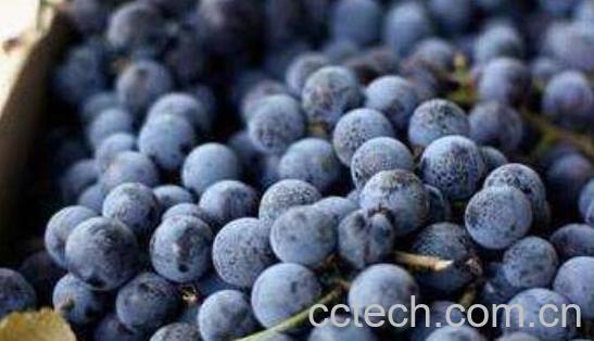 黑加仑饮料的功效与作用-0