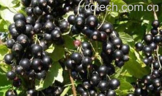 黑加仑有什么功效 吃黑加仑的好处-1