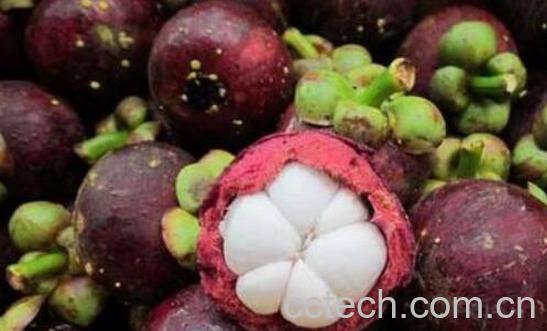 山竹皮硬了怎么打开 山竹硬邦邦的是不是坏了-0