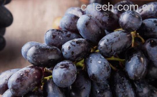 无籽黑提的功效与作用-0