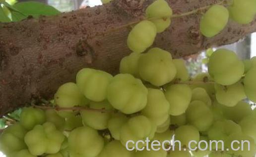 醋栗粉的功效与作用与禁忌-1