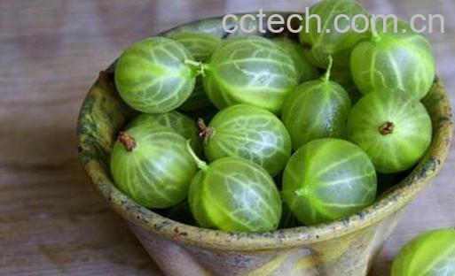 印度醋栗粉的作用和功效-0