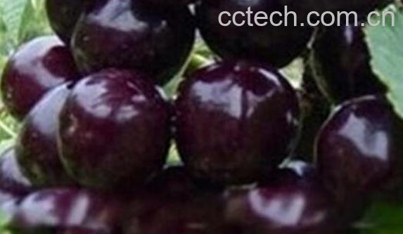 黑樱桃素的功效与作用-0