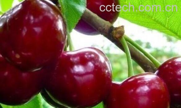 黑樱桃素的功效与作用-1