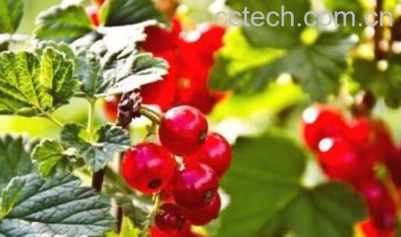 红醋栗的功效 红醋栗怎么吃-1