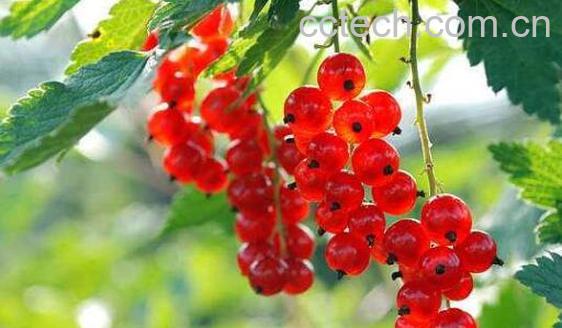 红醋栗的功效 红醋栗怎么吃-0