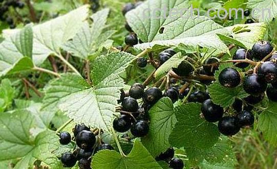 黑加仑的功效与作用 黑加仑怎么吃好-0