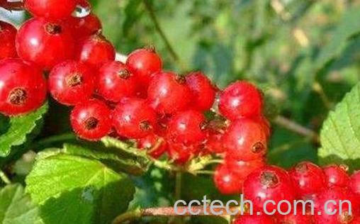 红加仑的功效与作用 吃红加仑的好处-0